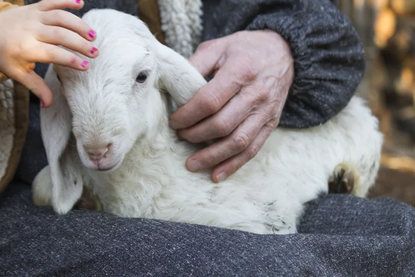 Lamb with shepherd — Stock Photo, Image