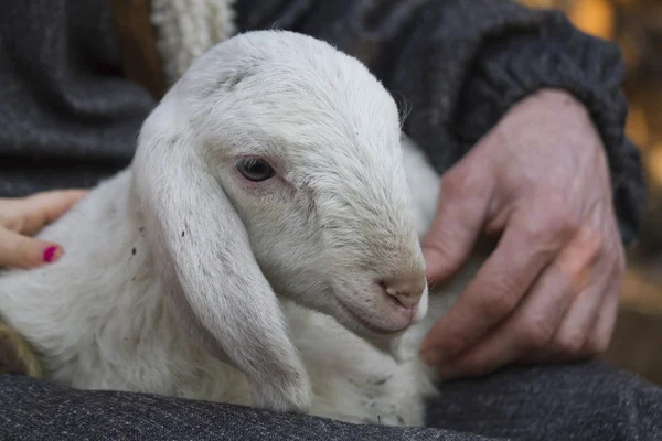 Lamm mit Hirte — Stockfoto