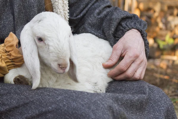 Lamb with shepherd — Stock Photo, Image
