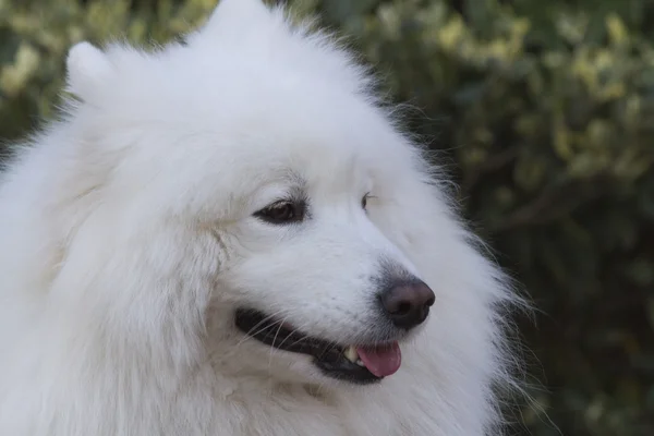 Branco Samoyed — Fotografia de Stock