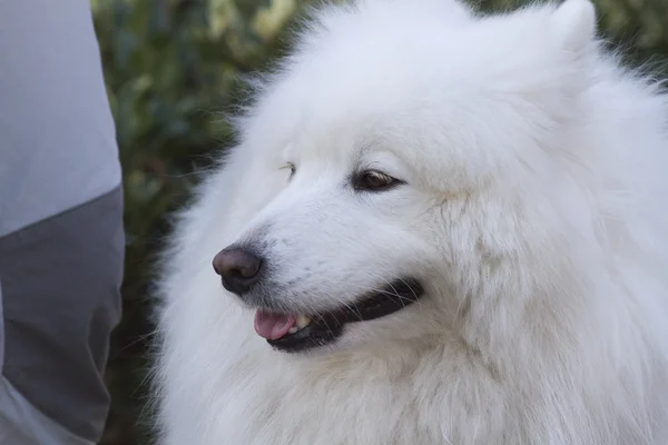 Vit samojed — Stockfoto