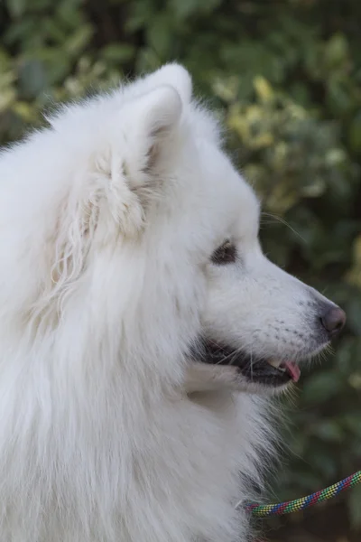 Vit samojed — Stockfoto