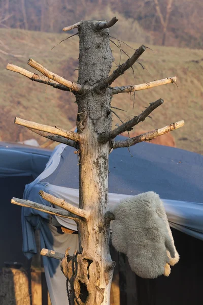 Вешалка для деревьев — стоковое фото