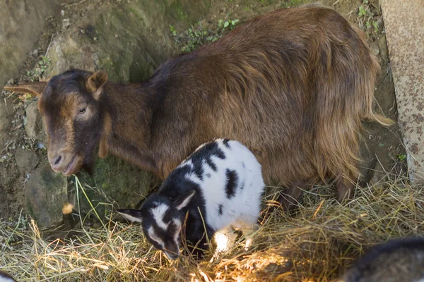 Cabras en la granja —  Fotos de Stock