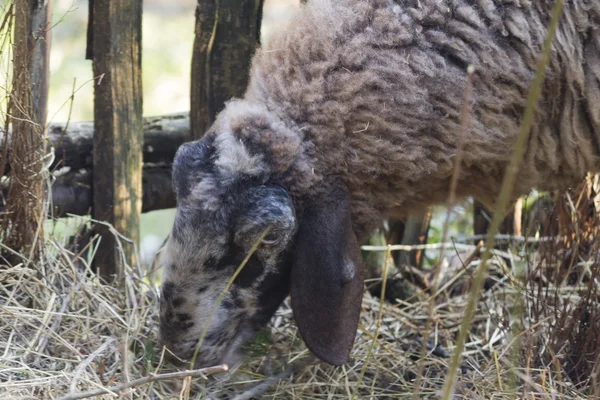 Goats in the farm — Stock Photo, Image