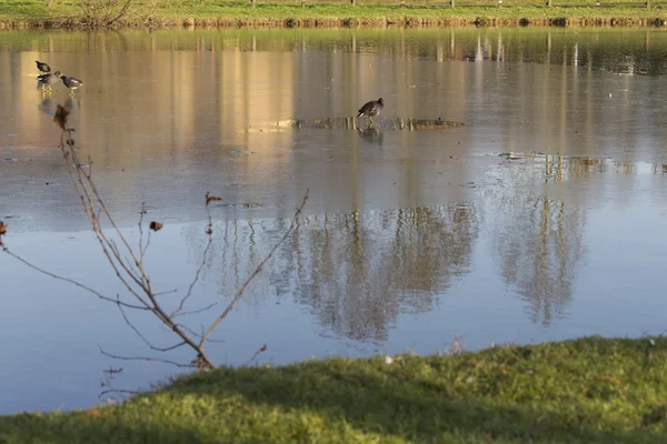 Birds on the frozen lake — Stock Photo, Image