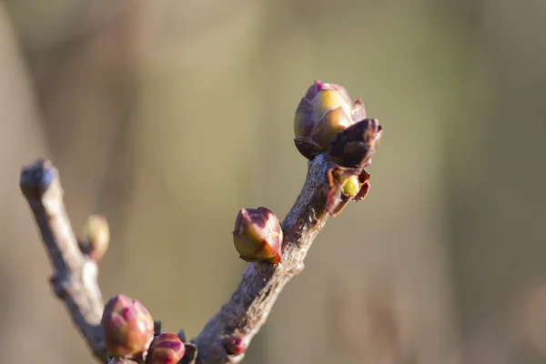 Brotes en las ramas en primavera —  Fotos de Stock
