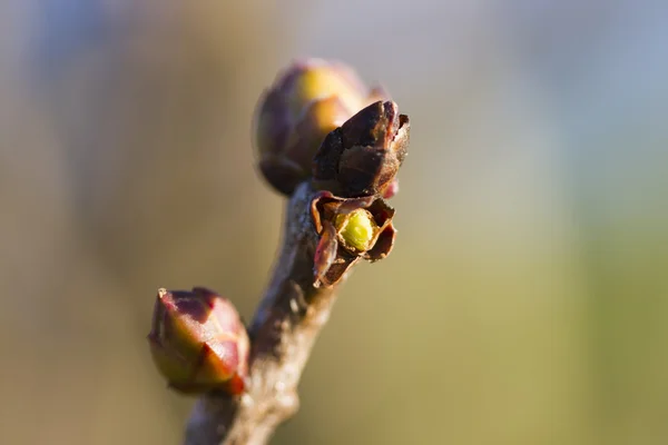 Botões nos ramos na primavera — Fotografia de Stock
