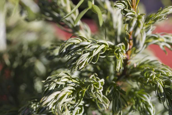 Plants in the garden in winter — Stock Photo, Image