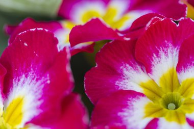 Bahçede çuha çiçekleri