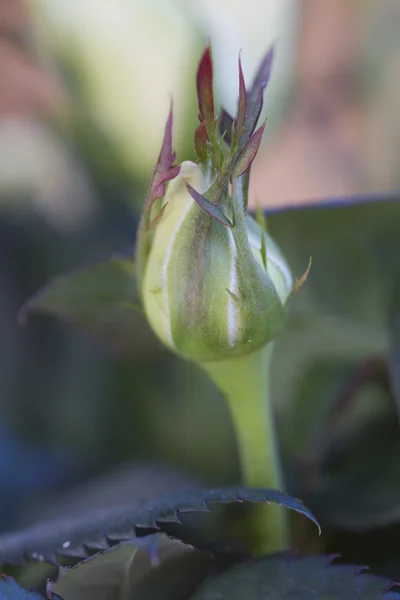 Rosebud en el jardín — Foto de Stock