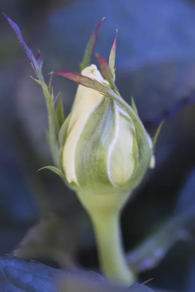 Rosebud w ogrodzie — Zdjęcie stockowe