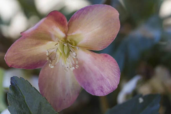 Rosen im Garten — Stockfoto