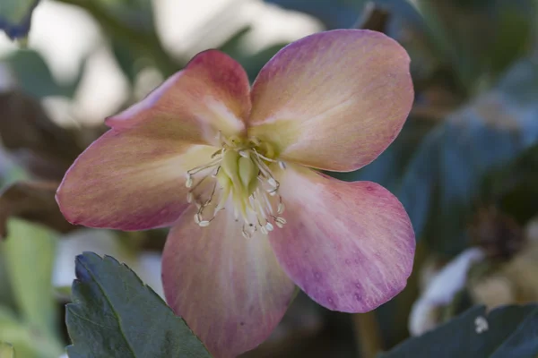 Rozen in de tuin — Stockfoto