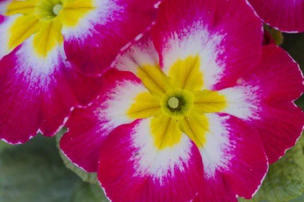 Primroses in the garden — Stock Photo, Image