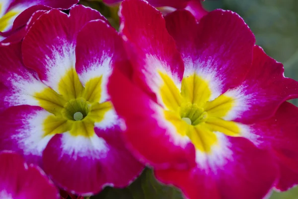 Primroses in the garden — Stock Photo, Image