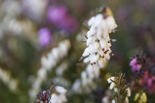 Heidekraut im Garten — Stockfoto