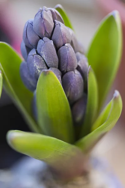 Hyazinthe im Garten — Stockfoto