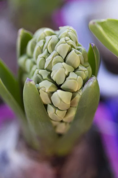 Hyazinthe im Garten — Stockfoto