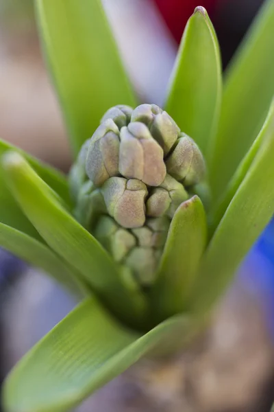 Hyazinthe im Garten — Stockfoto