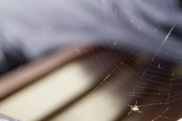 Fliege im Netz gefangen — Stockfoto