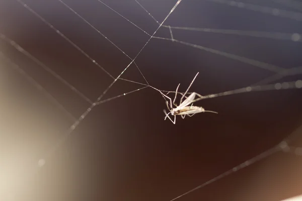 Fliege im Netz gefangen — Stockfoto