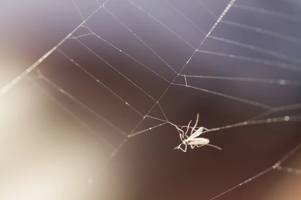 Fliege im Netz gefangen — Stockfoto