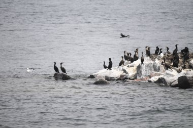 Nehrin adada karabatak