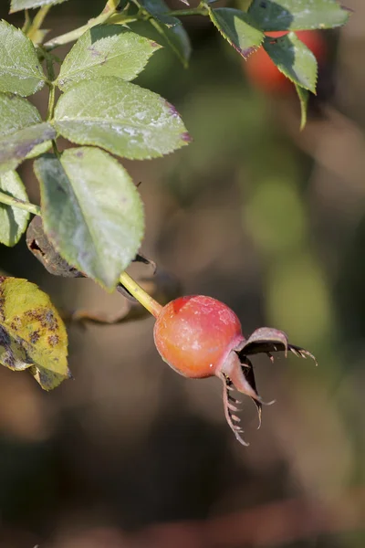 Ροζ Berry ξεθωριάσει — Φωτογραφία Αρχείου