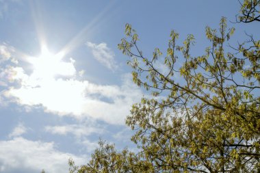 Gökyüzündeki ağaçlar