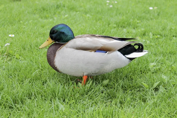 Ente auf Gras — Stockfoto