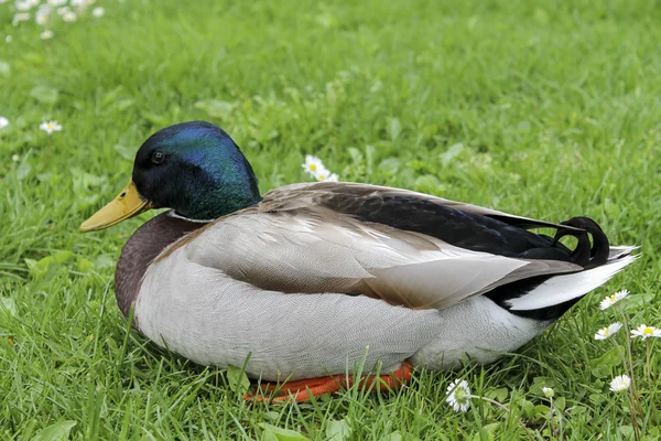 Pato sobre hierba — Foto de Stock