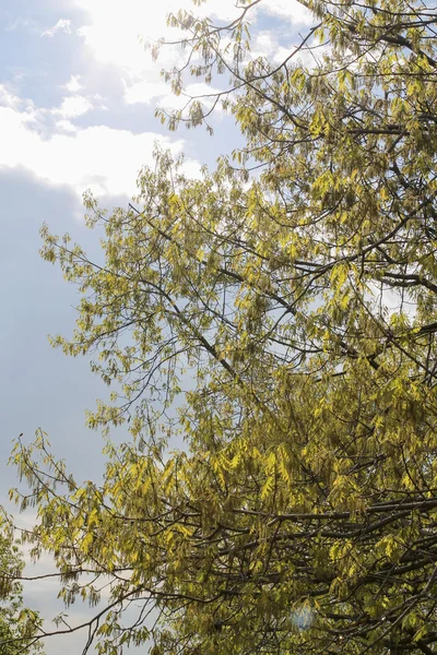 Arbres dans le ciel — Photo