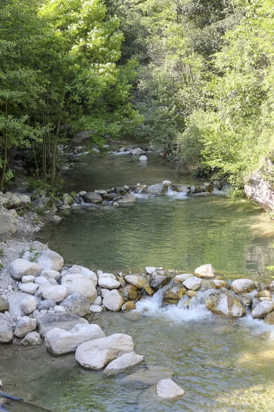 Stream in the woods — Stock Photo, Image