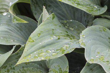 Yapraklara yağmur yağıyor