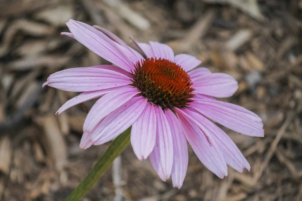 Equinácea rosa — Fotografia de Stock