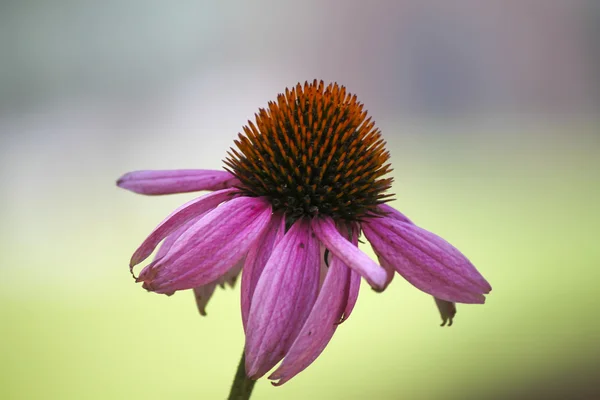 Equinácea rosa — Fotografia de Stock