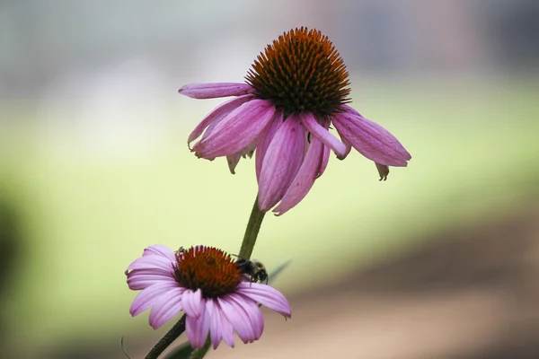 Equinácea rosa — Fotografia de Stock