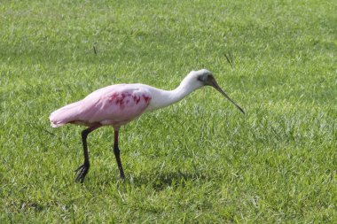 çimenlerin üzerinde beyaz kuş