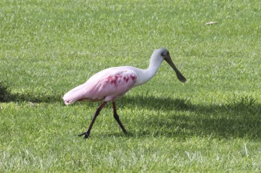 çimenlerin üzerinde beyaz kuş