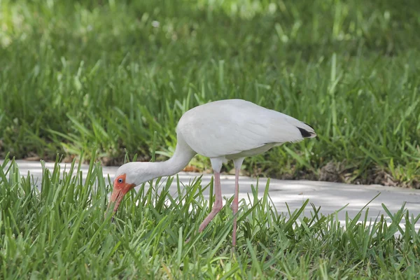 Biały ptak na trawie — Zdjęcie stockowe