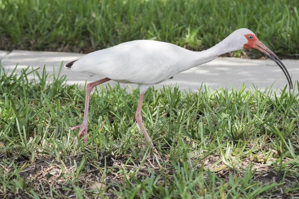 Белая птица на траве — стоковое фото