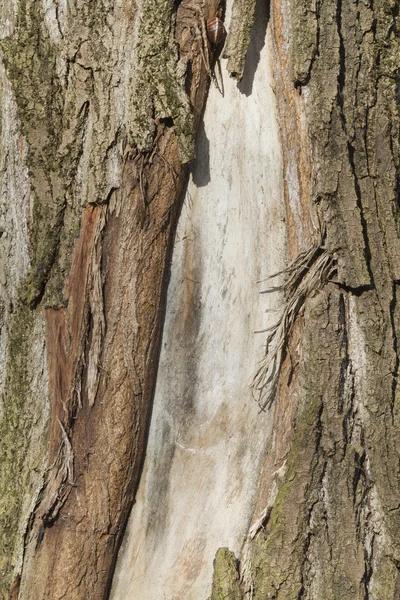 Tronco de árbol —  Fotos de Stock