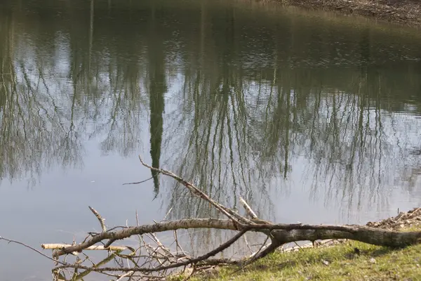 Árbol en la orilla del lago —  Fotos de Stock