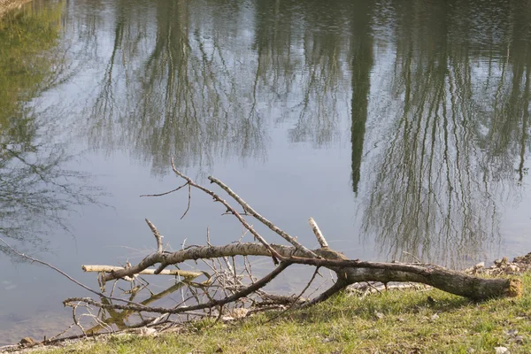 Árbol en la orilla del lago — Foto de Stock