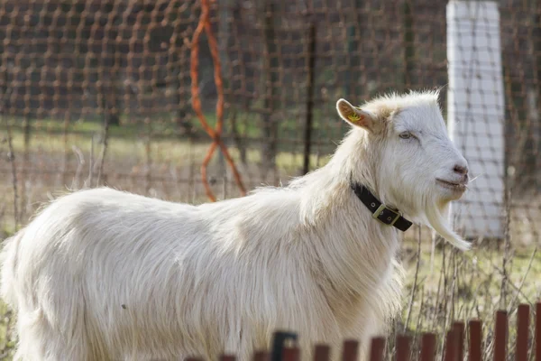 Geit op de boerderij — Stockfoto