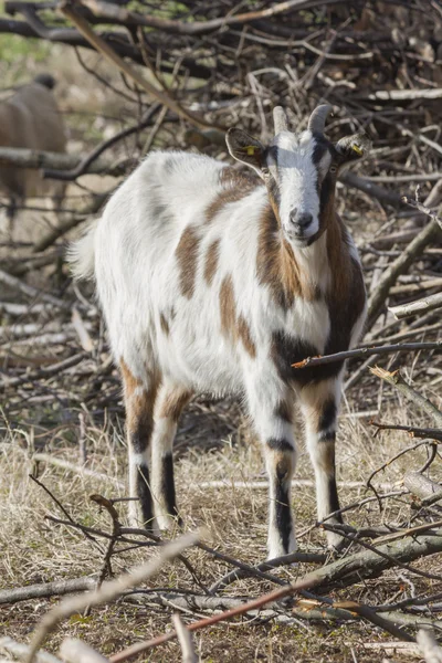 Çiftlikteki keçi — Stok fotoğraf