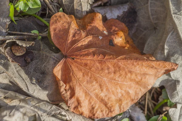 Herbstblätter — Stockfoto