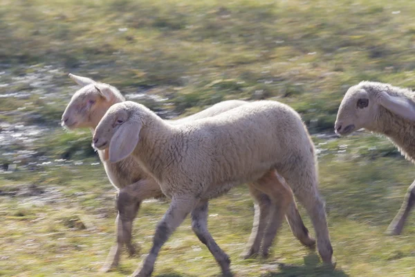 Flock av får — Stockfoto