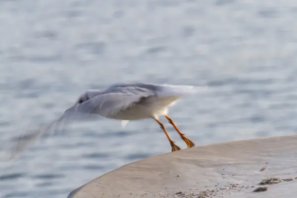 Gaviota en el lago — Foto de Stock